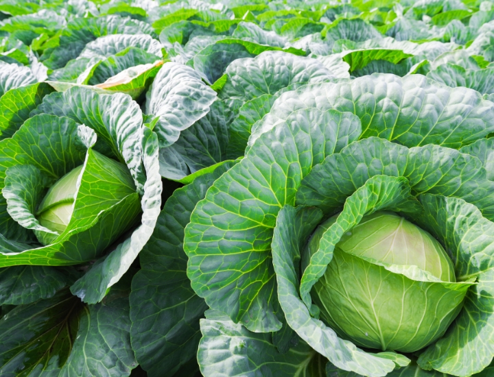 Cabbage