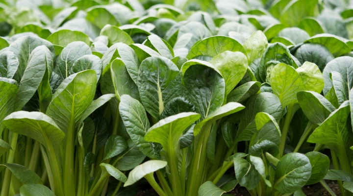 Japanese mustard spinach