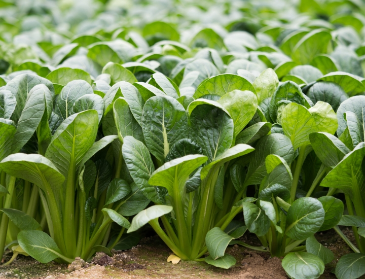 Japanese mustard spinach
