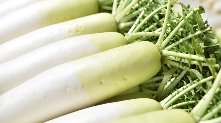 Daikon Radish