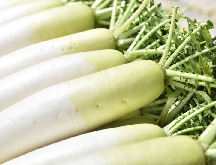 Daikon Radish